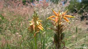 Image result for Aloe cooperi
