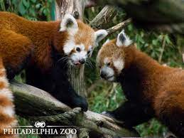 Red Pandas Exhibit Several Visual Displays When Meeting Each Other Including Arching The Tail And Back The Slow Raising And Red Panda Philadelphia Zoo Panda