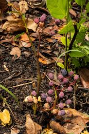 Image result for Cissus cornifolia