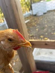 BYC (BackYardChickens)