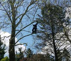 Maybe you would like to learn more about one of these? Clean Cut Tree Experts Farmington Hills Mi Tree Trimming Shaping Topping