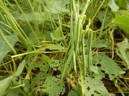 Image result for Vigna umbellata