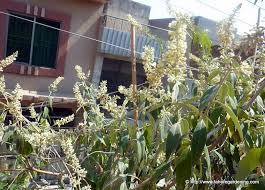 Image result for Buddleja asiatica