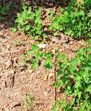 Image result for Pentanema indicum