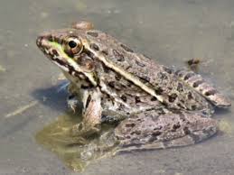 Image result for Lepidagathis andersoniana