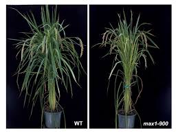 Image result for Striga junodii