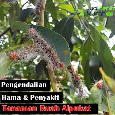 Cara sambung durian kaki ganda, dalam video kali ini kami akan berbagi tutorial cara sambung durian kaki 3 yang kami. Tips Mudah Dalam Mengatasi Dan Mengendalikan Serangan Hama Penyakit Pada Tanaman Alpukat Agar Mampu Tumbuh Subur Dan Cepat Berbuah Jualbenihmurah Com