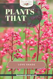 10 Gorgeous Shade Plants That Love Shade Bees And Roses Plants That Love Shade Best Plants For Shade Plants