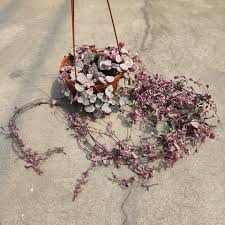 Image result for Ceropegia schultzei