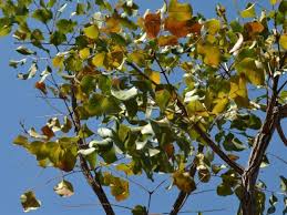 Image result for Erythrophleum