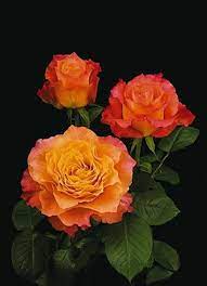 We did not find results for: Free Spirit Rose Free Spirit Rose Beautiful Flowers Flowers