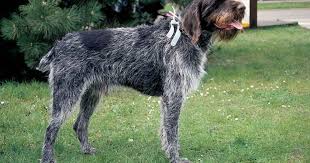 Image result for český fousek stavba těla