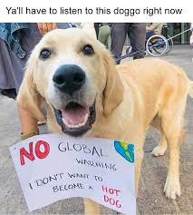 34 Just Viral Animal Meme Pictures To Make Your Day Better Justviral Net Cute Small Dogs Cute Funny Animals Animal Memes