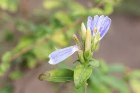 Image result for Sclerochiton harveyanus