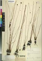 Image result for Xyris capensis