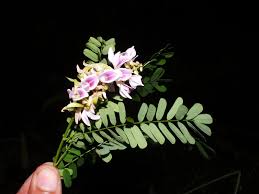 Image result for Abrus melanospermus