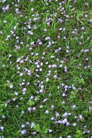The plant becomes a foot tall when flowering with small pink, white, or lavender blooms in spring. Deep Purple Ground Cover Plant
