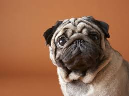 Can Dogs Get Hiccups American Kennel Club