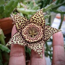 Image result for Orbea variegata