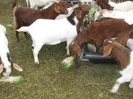 Is Maize Porridge Good for Goats? Find Out