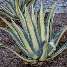 Image result for Agave americana