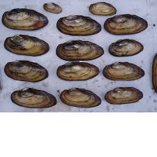 I 2006 skiftet organisasjonen navn til unio. Abb 5 16 Lebende Malermuscheln Unio Pictorum Aus Dem Download Scientific Diagram