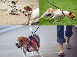 French bulldogs, pugs, and other breeds with short noses will need shorter walks and briefer periods of exercise. Walk Your Dog How Often How Long And How Far
