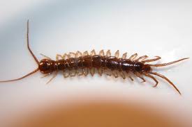 Check spelling or type a new query. When Centipedes Live In Houseplant Soil Laidback Gardener