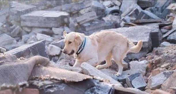 Hay imágenes que rompen el corazón con solo mirarlas… y esta es una de ellas. Tras los fuertes terremotos en Venezuela, la fotografía de un pequeño perro entre los escombros comenzó a