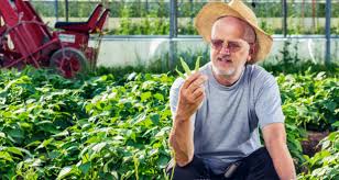 Yellow leaves green bean diseases pictures. Top 17 Problems All Green Bean Growers Must Overcome Off The Grid News