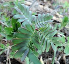 Image result for Neptunia oleracea