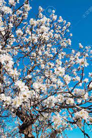 Maybe you would like to learn more about one of these? Flowering Almond Tree In Spring Garden White Flowers Isolated Against Blue Sky At Sunny Day Change Of Seasons Harvest Of Almond Nuts Gardening In Italy Stock Photo Picture And Royalty Free Image