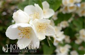 Image result for Jasminum grandiflorum