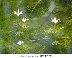 Image result for Cabombaceae
