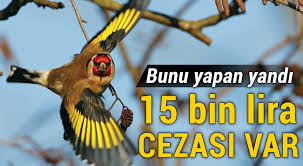 Saka Kusu Yakalayan Avcilara Ceza