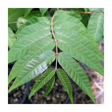 Image result for Cedrela