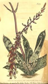 The flowers have a characteristic shape, and their shape is very important in the classification of gasterias. Hortus Camdenensis Gasteria Obliqua Aiton Duval