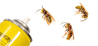 Raid wasp and hornet spray. Wasp Removal Exterminator Pest Control Co Springs Hornet Removal