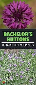 Bachelor Buttons Cornflowers And Blue Caps To Brighten Your Beds Epic Gardening Bachelor Button Flowers Beautiful Flowers Garden Bachelor Buttons
