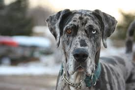 Great dane puppy rescue wisconsin. Pennysaver Great Dane Puppies October 2018 In Shawano Wisconsin Usa