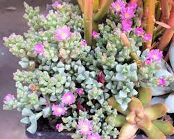 Oscularia Deltoides Pink Ice Plant Care And Propagation Plant Care Houseplant Plant Care Planting Succulents
