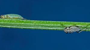 Image result for Anadelphia