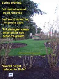 Pruning Objectives Improve Air Circulation Deadhead For Rebloom Shape Maintenance Remove Old Canes Crossing Stems Weak Wood And Pruning Roses Prune Plants