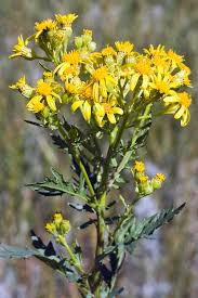 Image result for Senecio mariettae