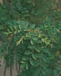 Image result for Indigofera kuntzei
