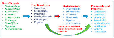 Image result for Suregada procera