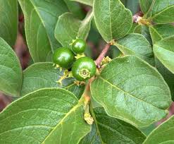 Image result for Vangueria