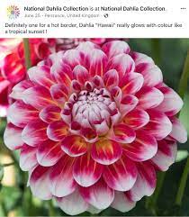 Hawaii From National Dahlia Collection Flowers Beautiful Flowers Dahlia
