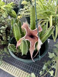 Image result for Stapelia gigantea
