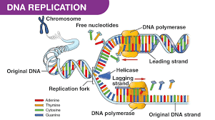 Dna Replication Definition Steps Diagram